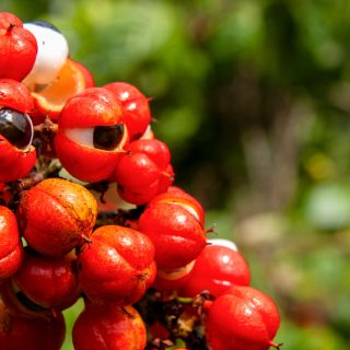 Scorțișoara (Cinnamomum verum)